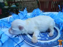 maltese puppy posted by Elegant Babies